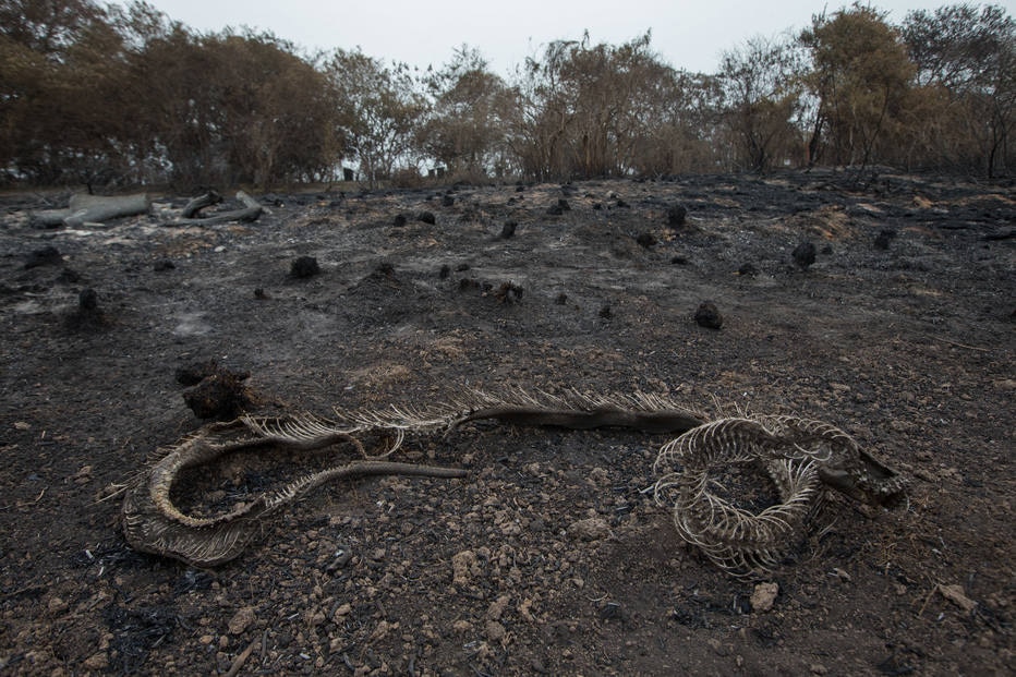 Número de focos de fogo no Pantanal está acima da média histórica 