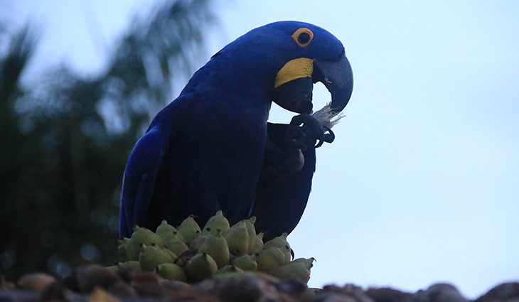 Arara Azul 