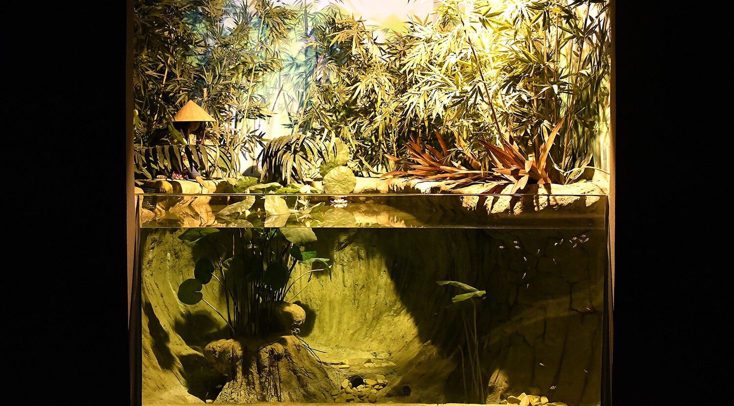 Aquário Ásia/Bioparque Pantanal.