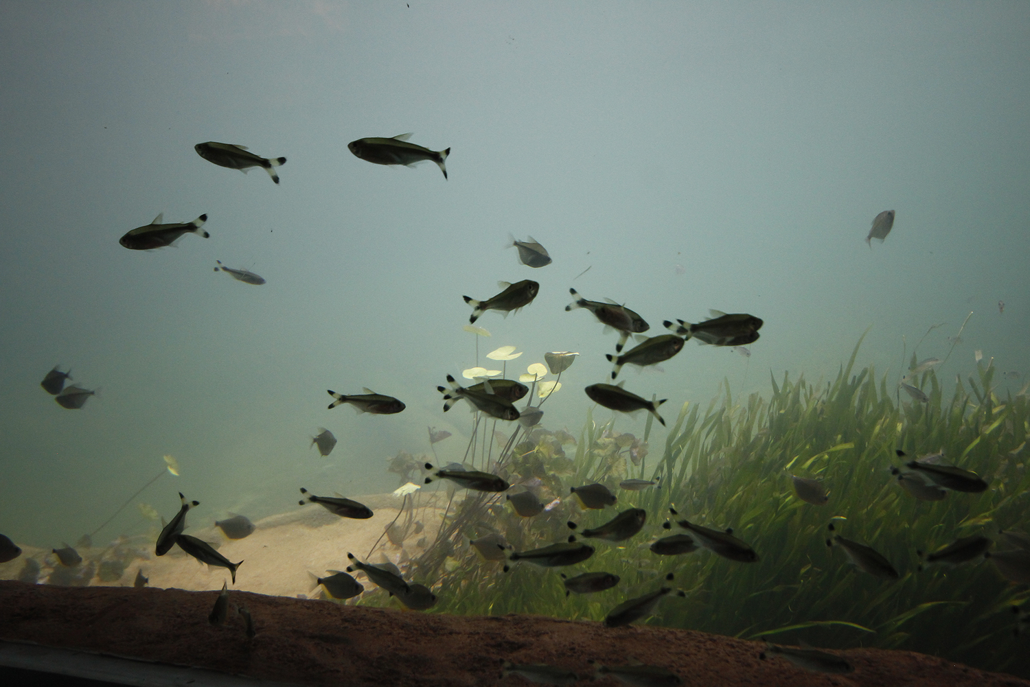 Aquário Externo/Bioparque Pantanal.