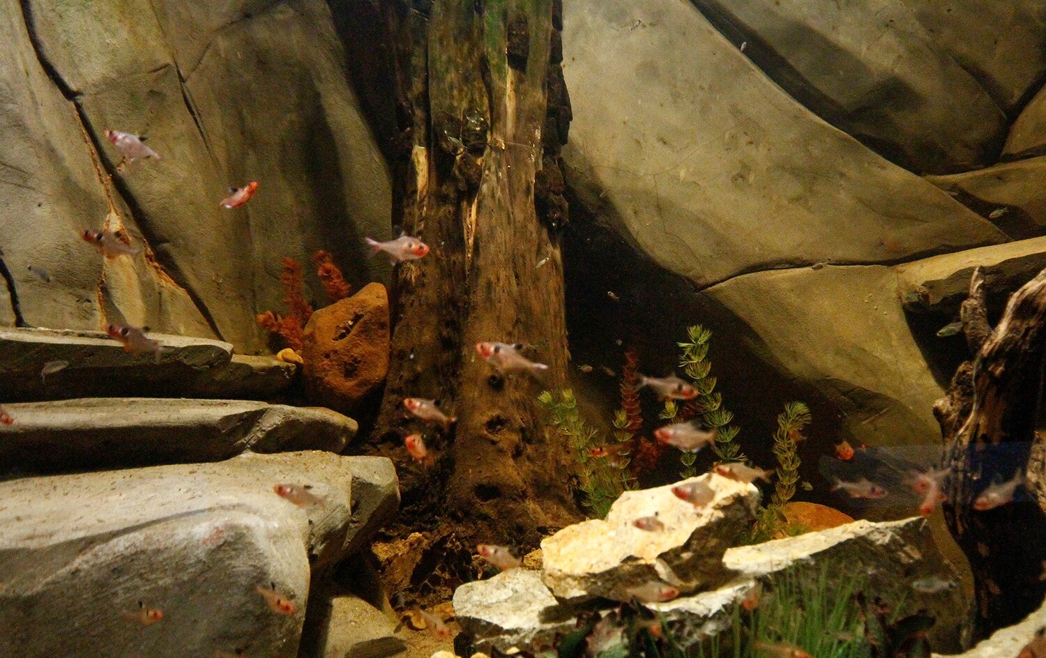 Aquário Mimetismo/Bioparque Pantanal 