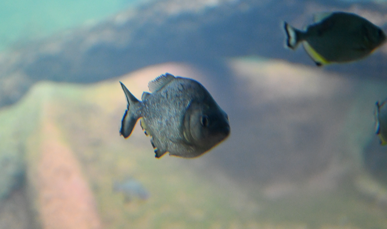 Aquário Piranhas e Lobinhos/Bioparque Pantanal.