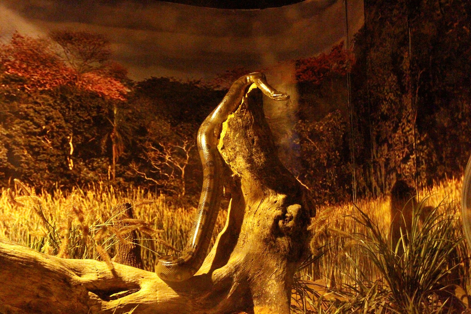 Aquário Banhados de Sucuri/Bioparque Pantanal. (Foto: Reprodução/GOV MS)