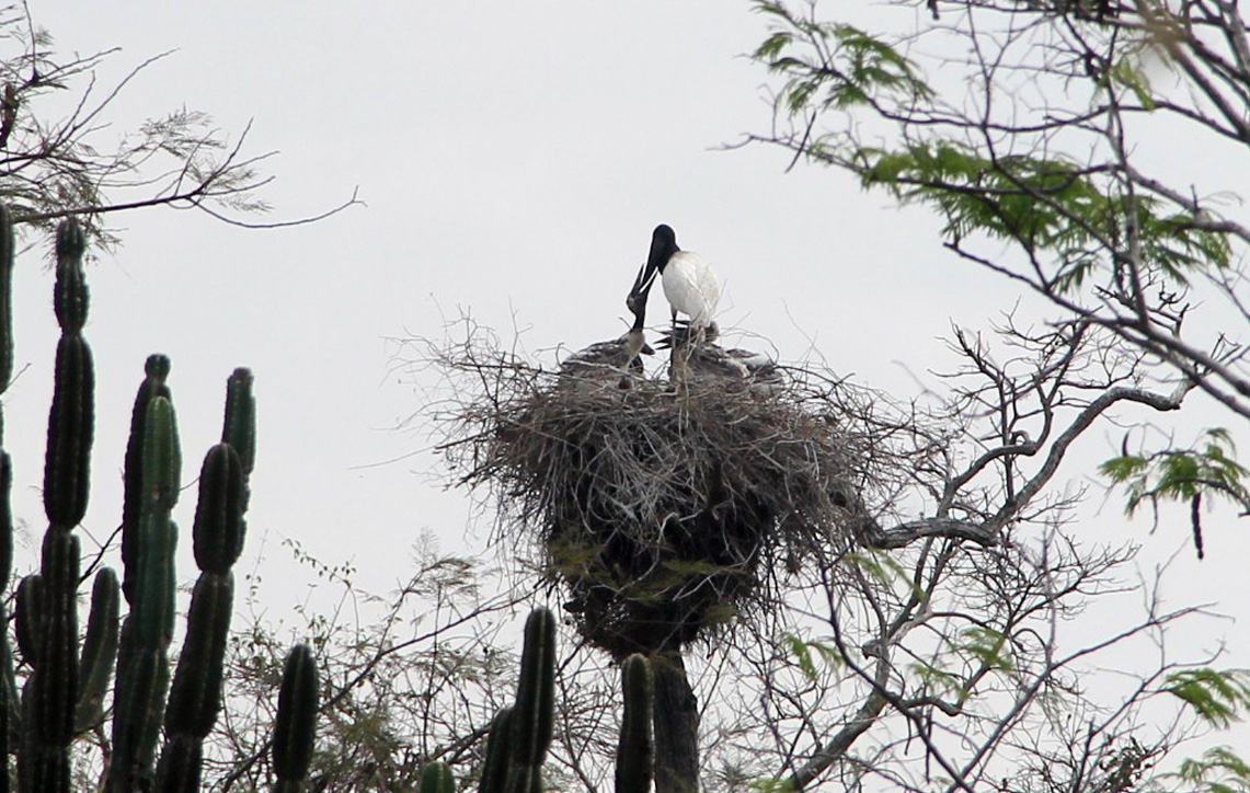 Ninho de tuiuiú próximo à rodovia BR-267, distante 40 km de Murtinho: área de observação de aves. 