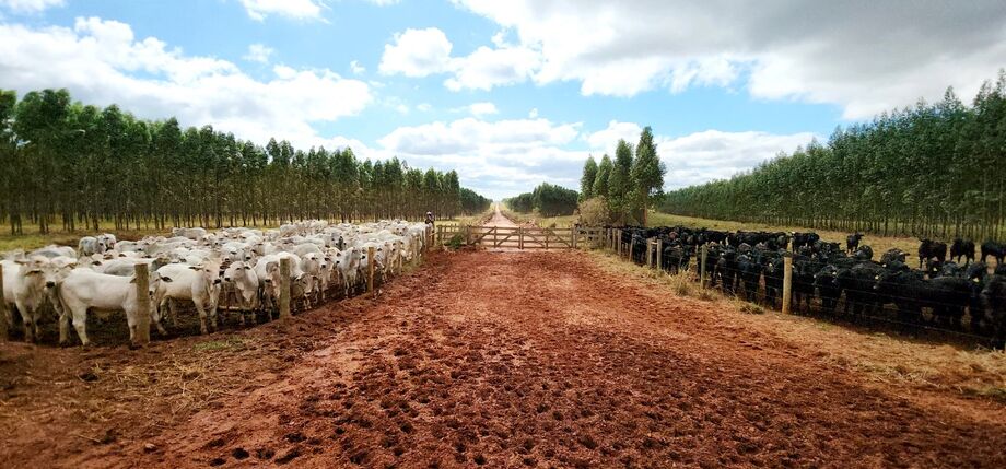 Primeira fazenda Carbono Neutro em Santa Rita do Pardo