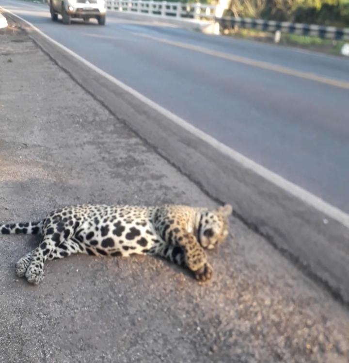  Símbolo do Pantanal, onça-pintada é atropelada em rodovia de Miranda 