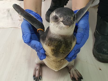Pinguim em reabilitação - PMP-BS/Agência Petrobras