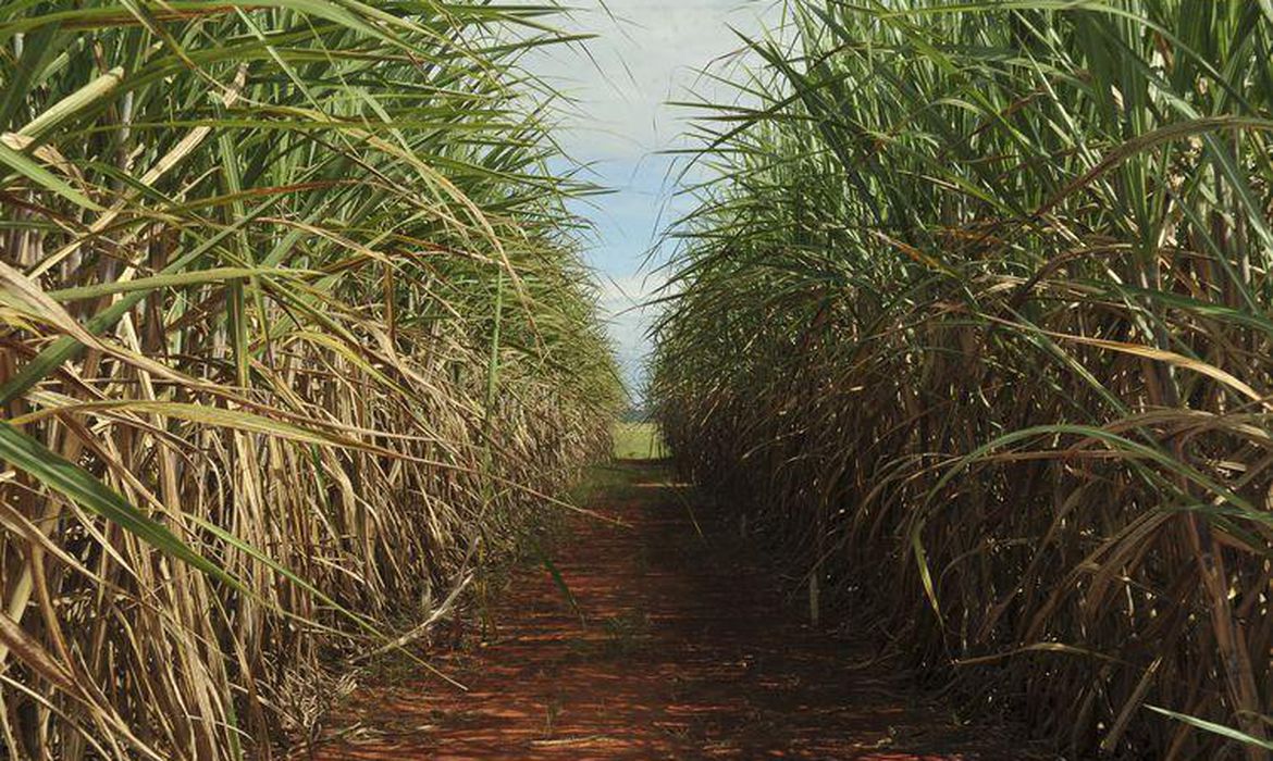 Cana de açúcar. 