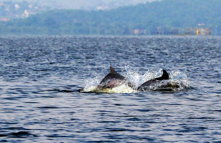 A presença dos botos é uma das atrações do berçário da vida marinha da Baía de Guanabara e do seu entorno, no Rio de Janeiro