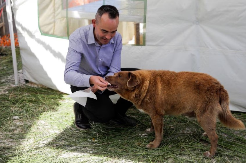 Leonel Costa alimenta Bobi, o cachorro mais velho do mundo, durante festa de aniversário após completar 31 anos.