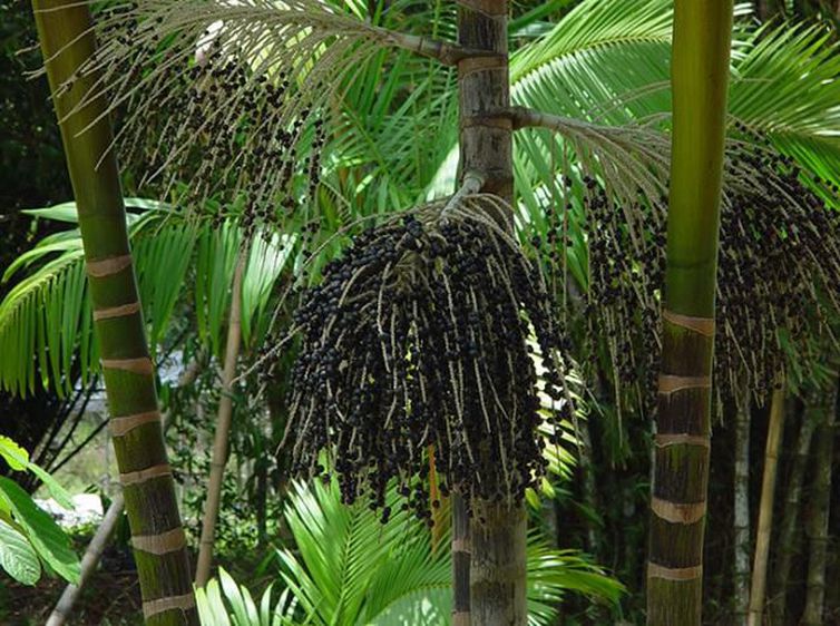 Árvore do açaí 