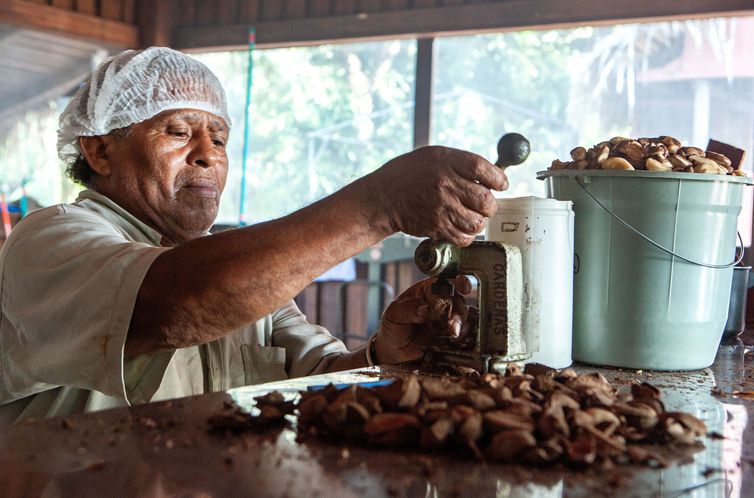 Processamento da castanha na mini usina da Comunidade do Rio Novo, um afluente do Rio Iriri, na Terra do Meio 