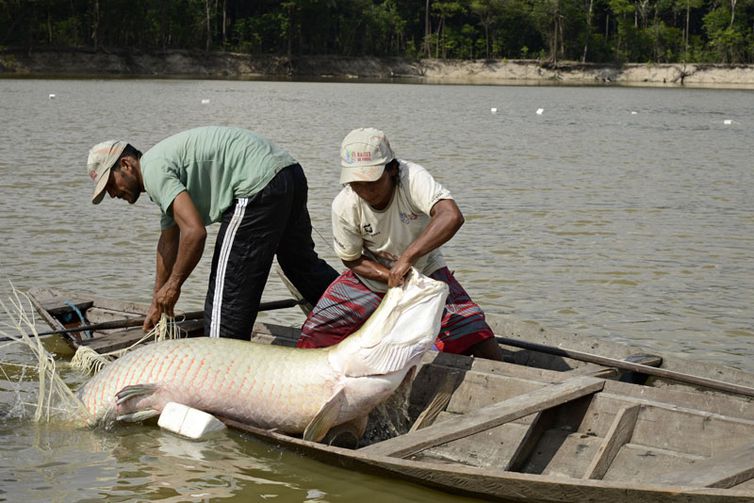 Manejo dos peixes pirarucu 