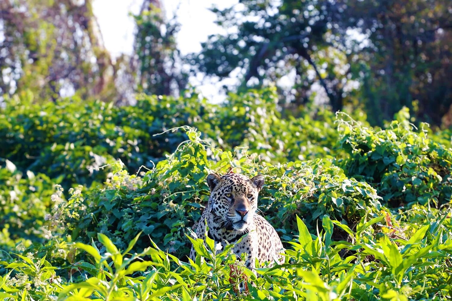 Onça pintada na Serra do Amolar, no Pantanal (Foto: Divulgação/IHP)