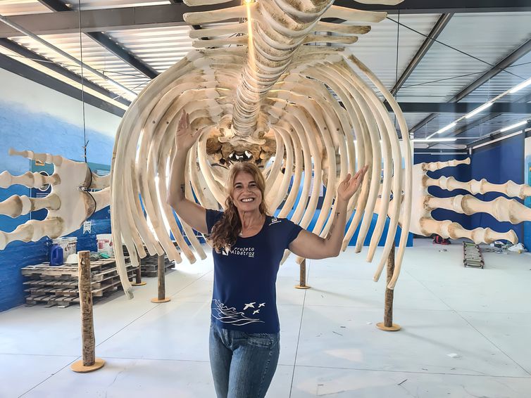 Ossada da baleia Jubarte (Megaptera novaeangliae) doada ao Projeto Albatroz pelo Instituto Orca - Foto: Projeto Albatroz/Divulgação