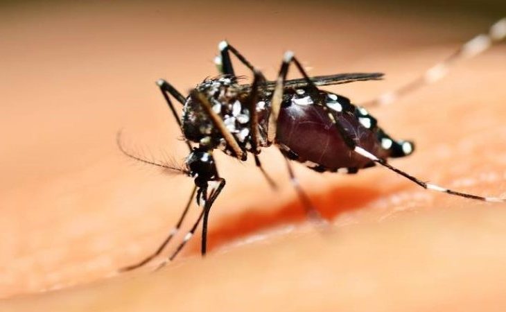 Mosquito Aedes aegypti, transmissor da Dengue, Chikungunya e Zika
