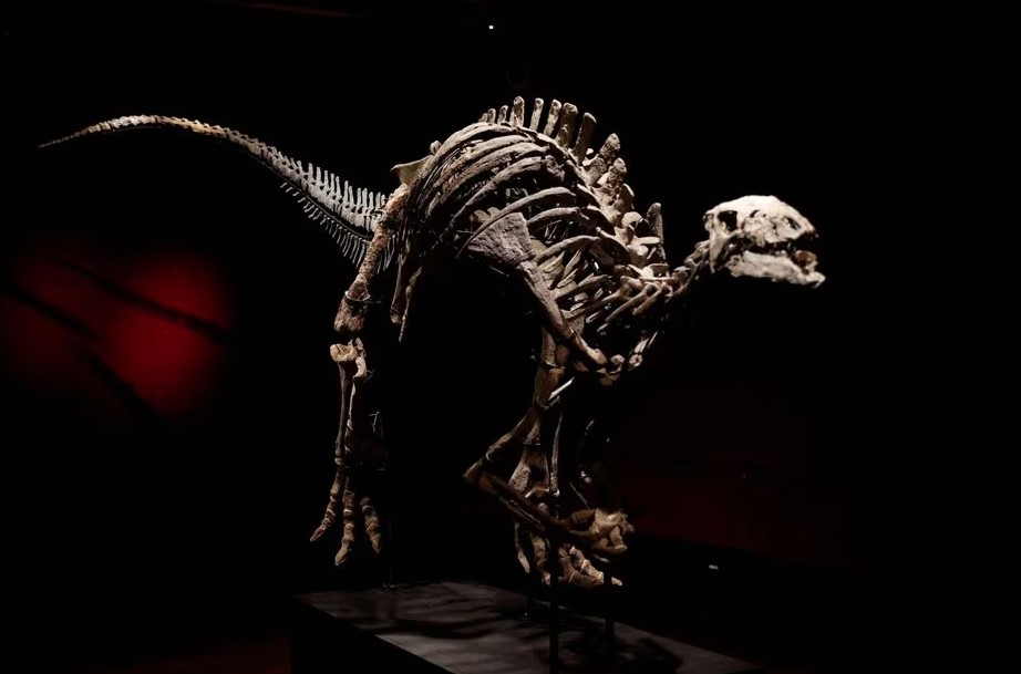 Barry, como foi batizado o dinossauro, deve arrecadar até 1,2 milhão de euros na venda que será realizada em Paris.