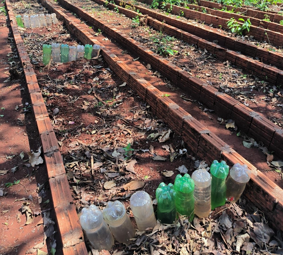 Saberes tradicionais são cultivados na educação através das plantas medicinais.
