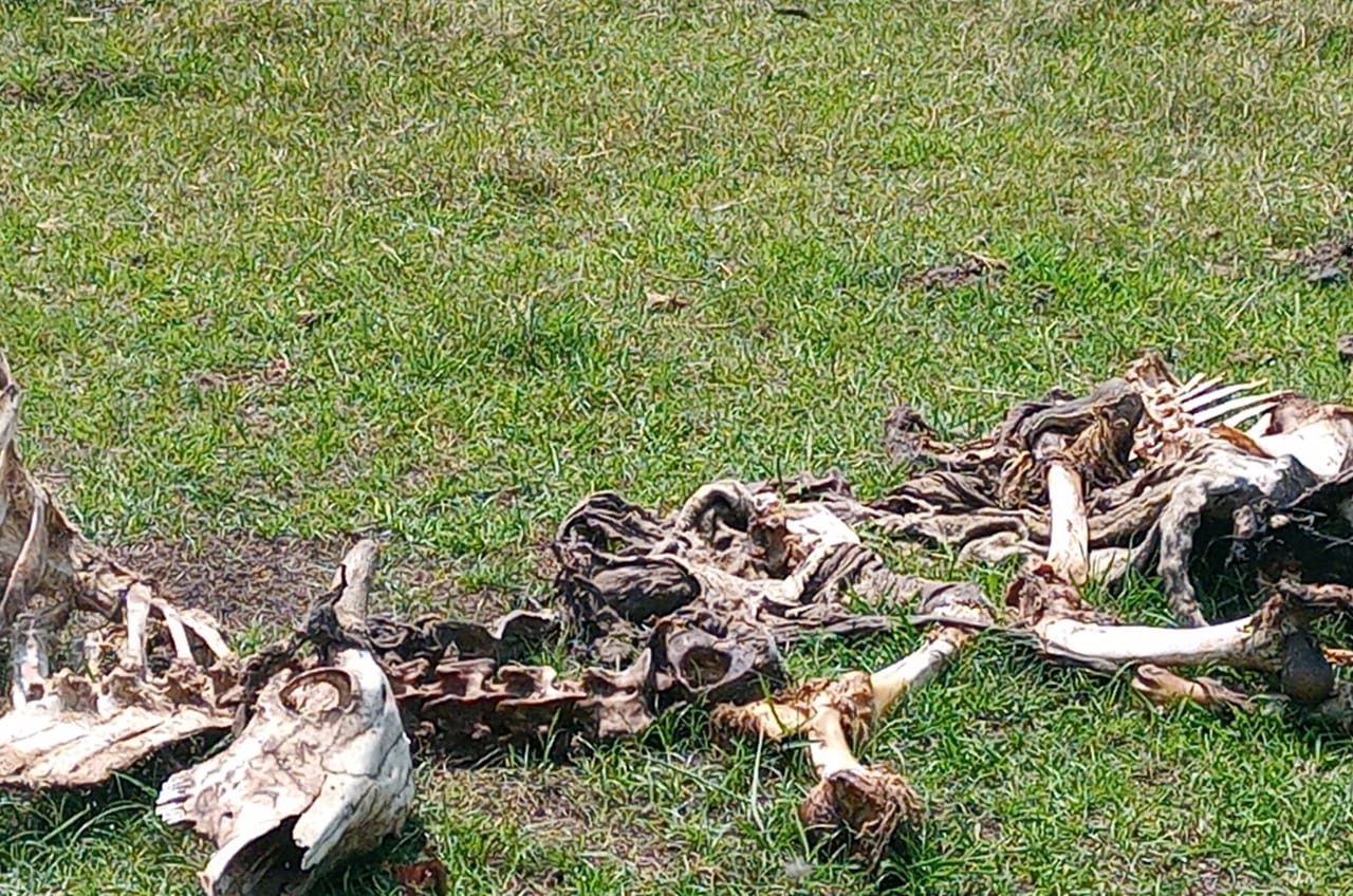 Carcaça de alguns animais mortos