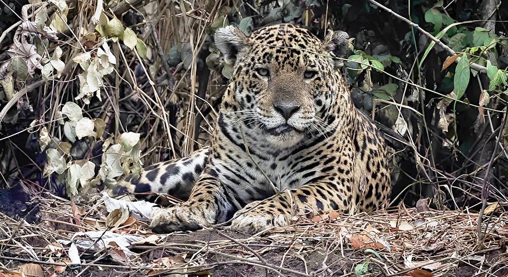 Onça-pintada é flagrada no Pantanal após incêndio