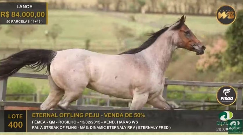 Égua Eternal Offling Peju, avaliada em R$ 8,4 milhões, é o animal da raça Quarto de Milha de maior valor já negociado no Brasil 