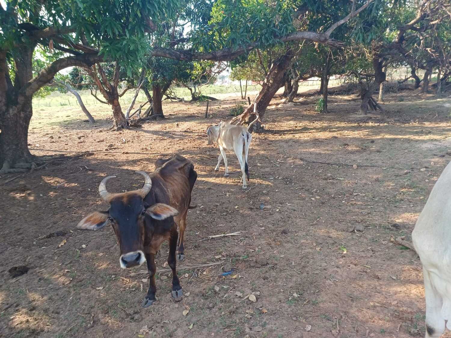 Os animais não tinham acesso a uma alimentação adequada (Foto: PMA)