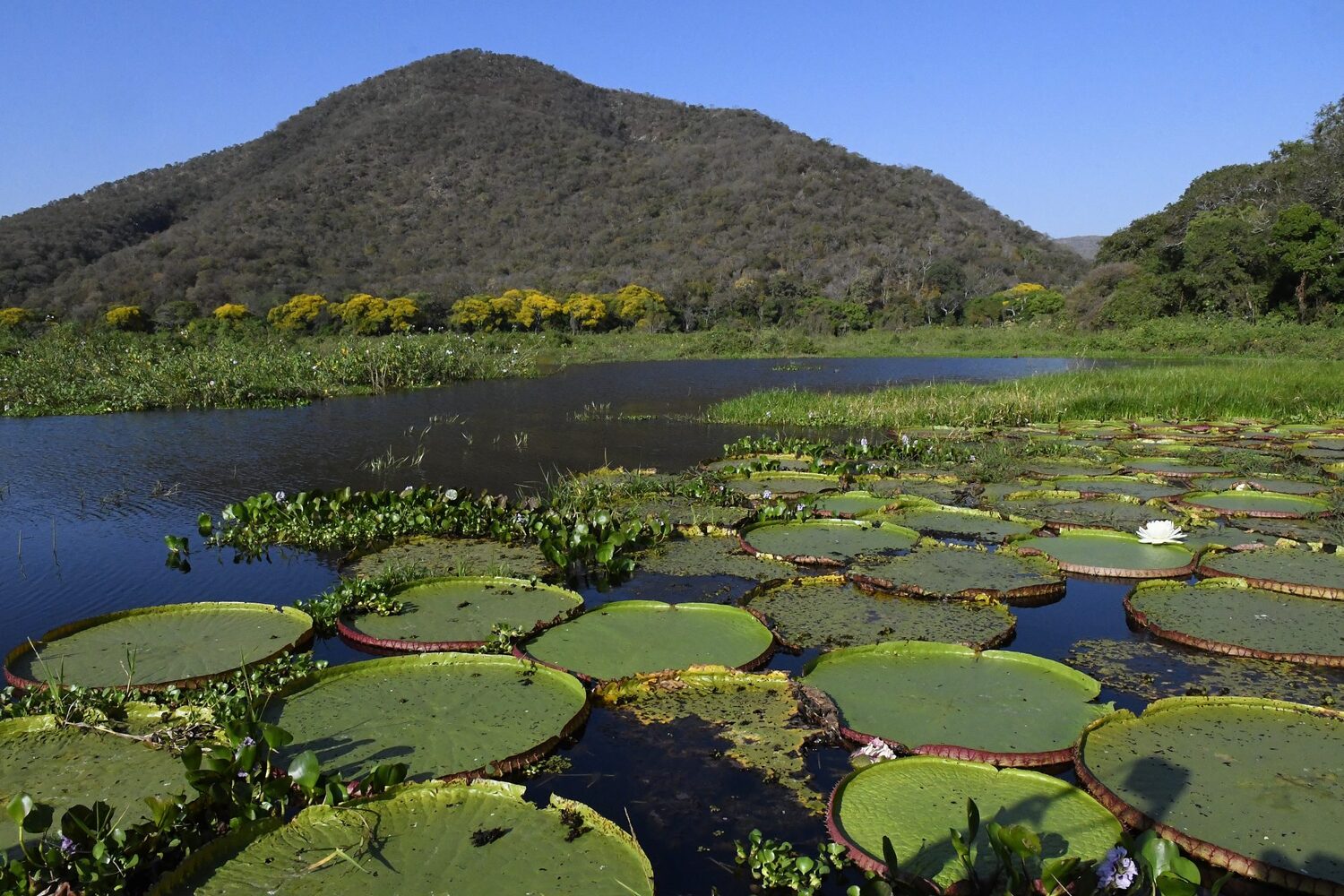 Atualmente 84% do Pantanal está  preservado
