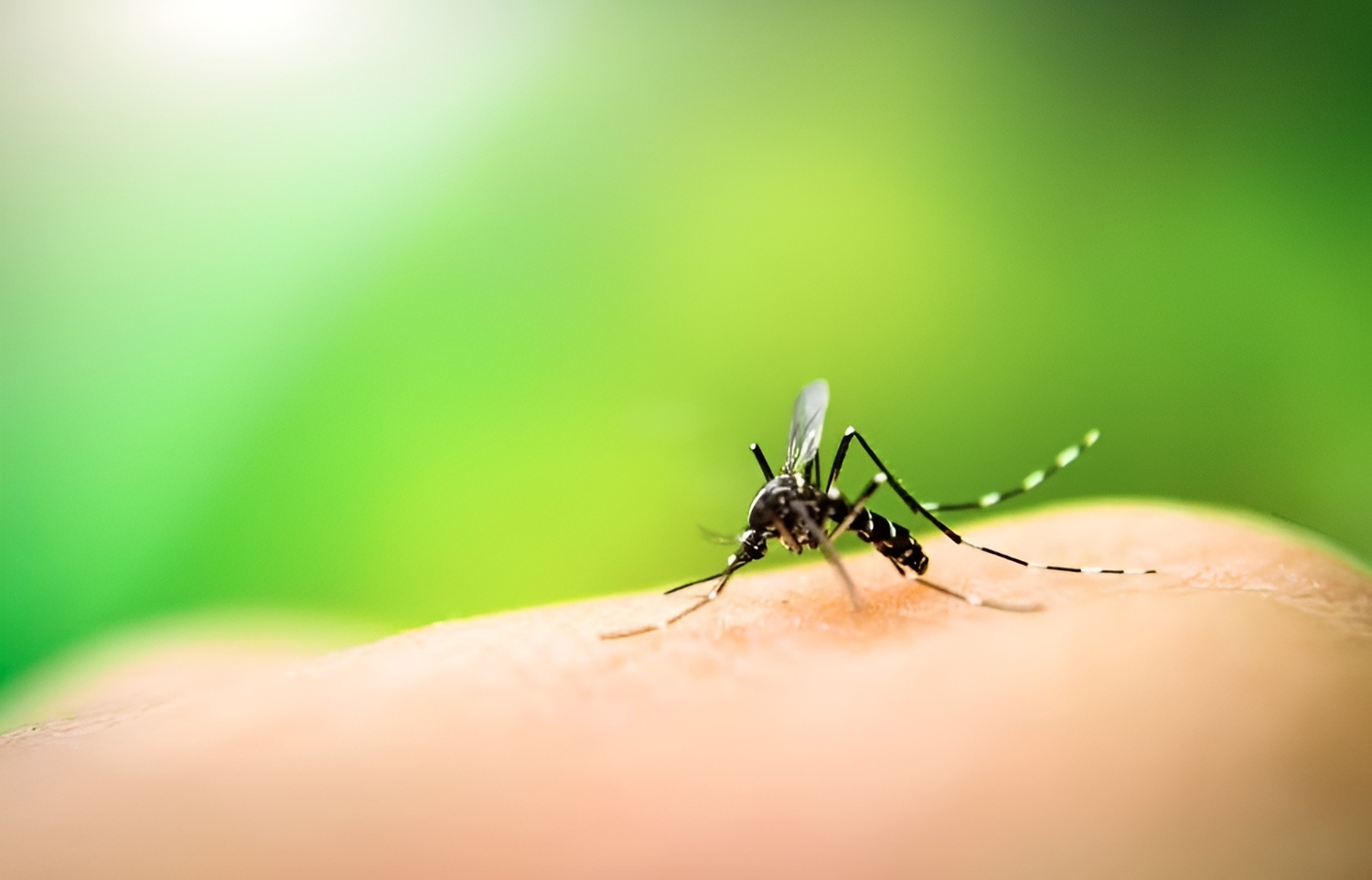 Aedes aegypti
