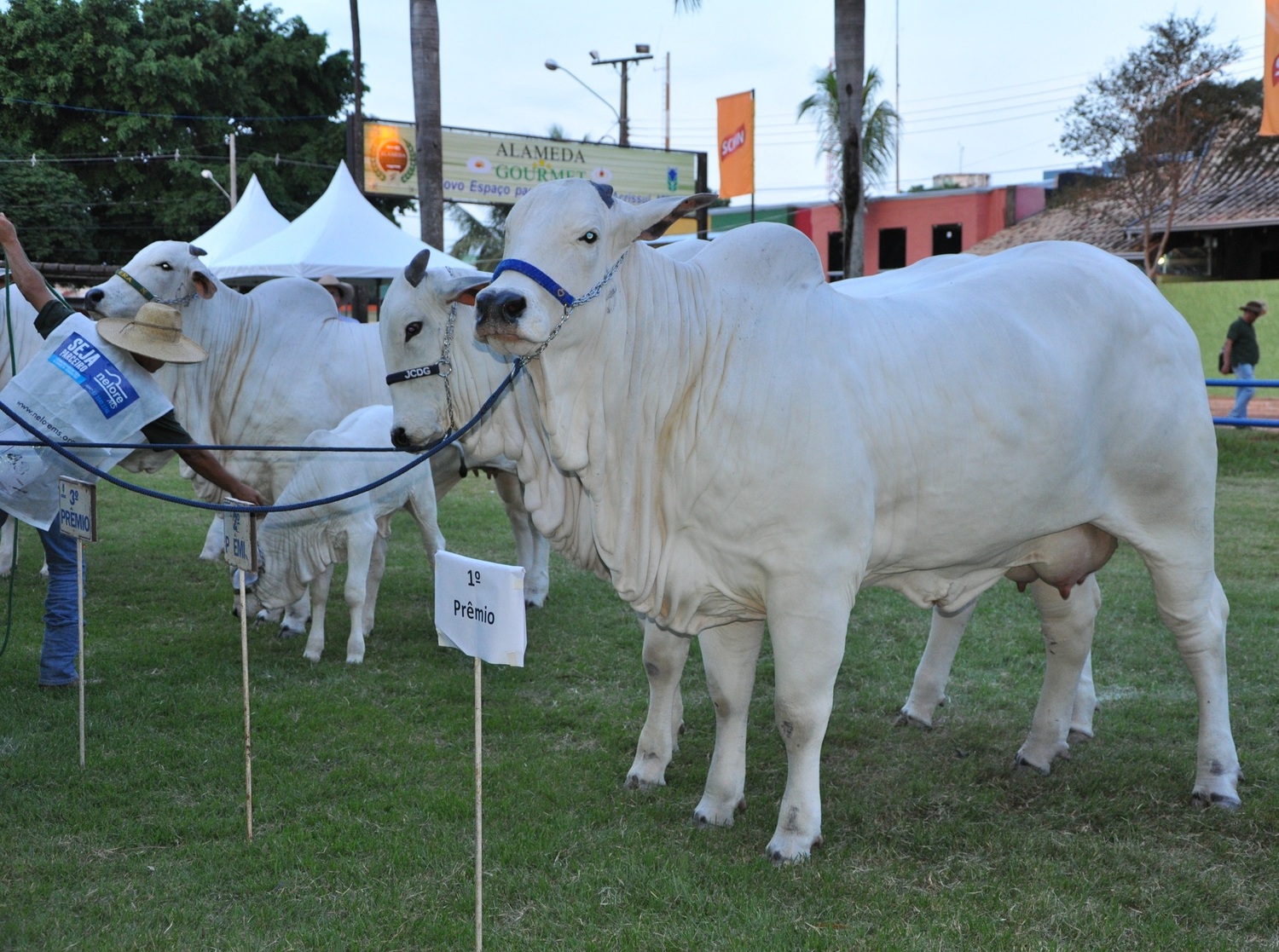 Expogrande sempre foi a vitrine do agronegócio de Mato Grosso do Sul 