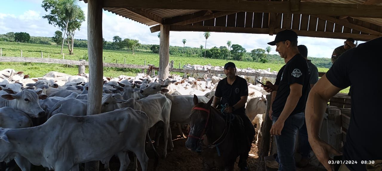 Gado roubado estava em uma fazenda no município de Bela Vista