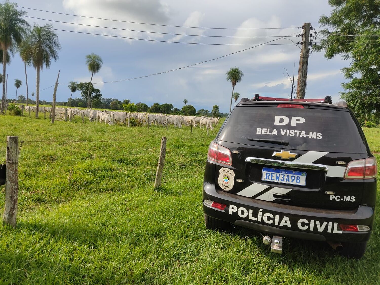 Polícia Civil localizou o gado roubado nesta terça-feira