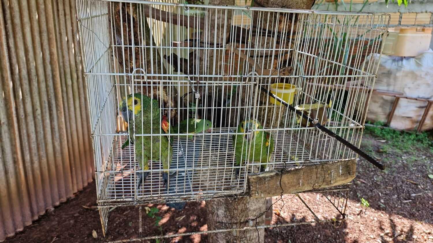 As aves foram apreendidas pelos policiais na área externa de uma residência