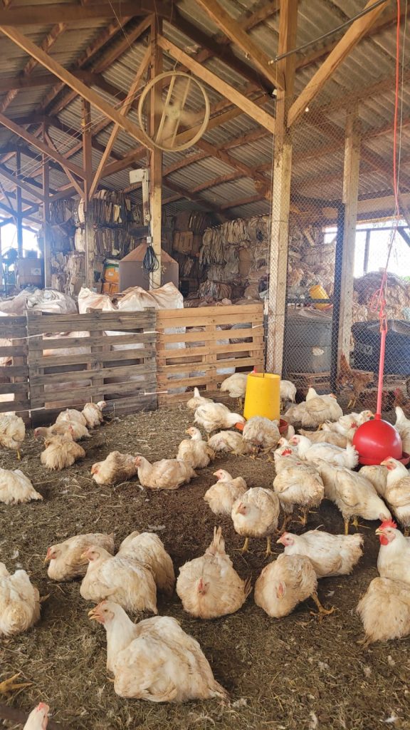 Atividades clandestinas da recicladora colocavam em risco o ambiente e a saúde das pessoas e animais locais