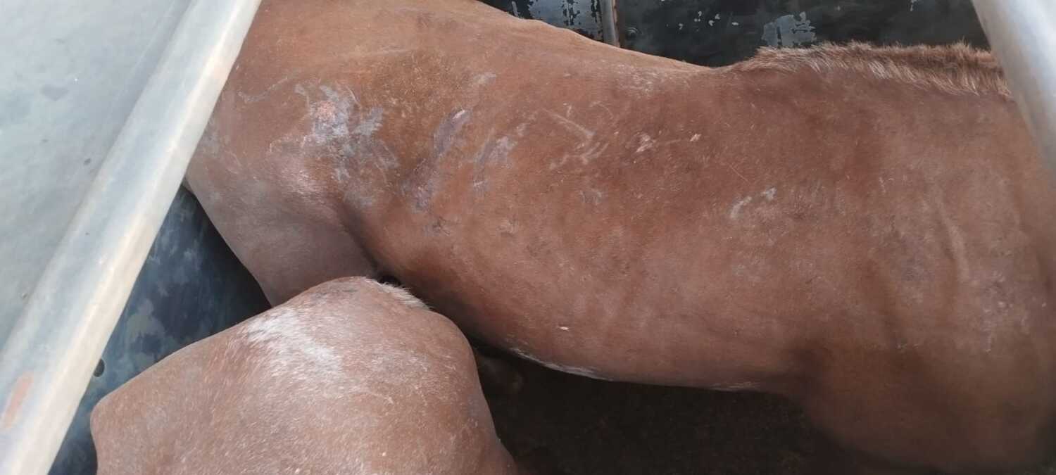 Os equinos estavam debilitados, com lesões em diversos locais do corpo