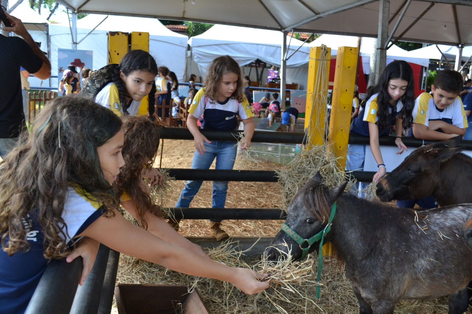 A antiga pista de julgamento deu lugar ao Projeto Fazendinha Acrissul
