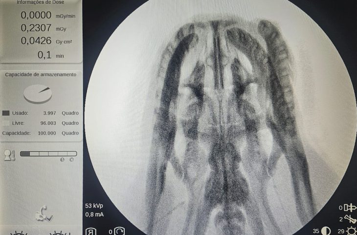 A perita realizou incisões no corpo do animal para uma análise mais detalhada e algumas hemorragias internas foram encontradas