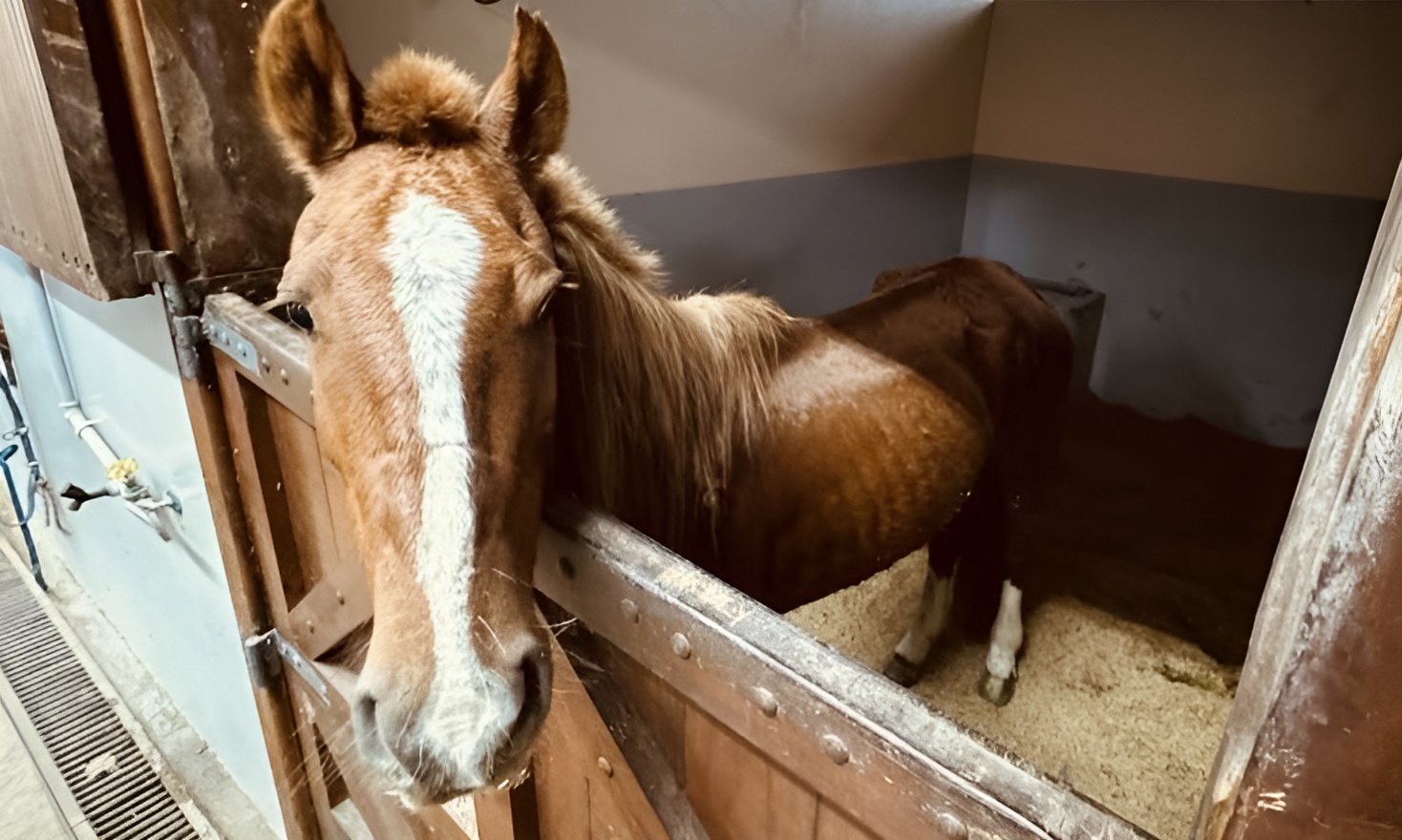 Abaixo do peso, Caramelo precisa recuperar cerca de 50 kg
