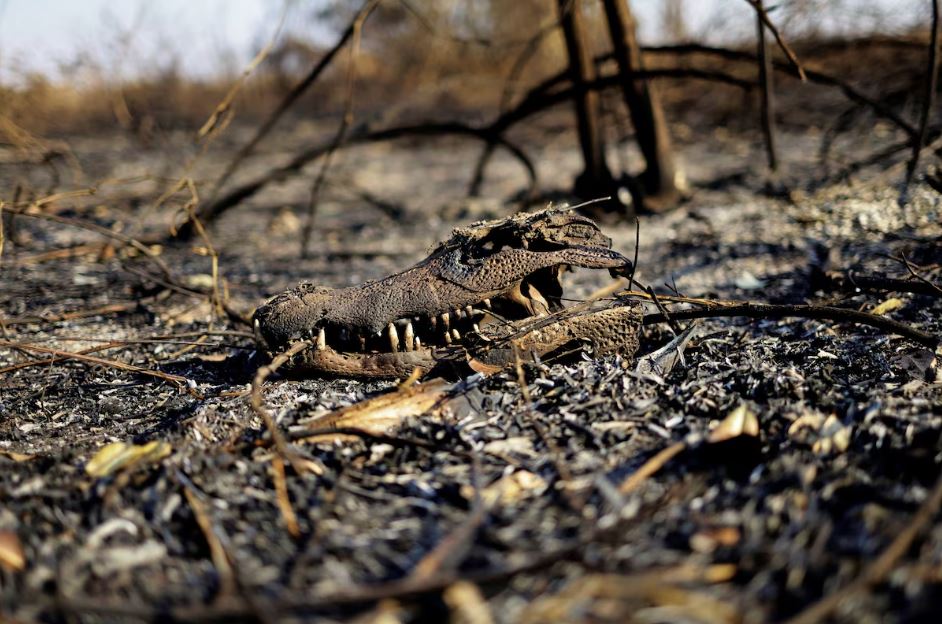 Esqueleto carbonizado de crocodilo em meio à vegetação atingida por incêndio no Pantanal em Corumbá em 10 de junho de 2024