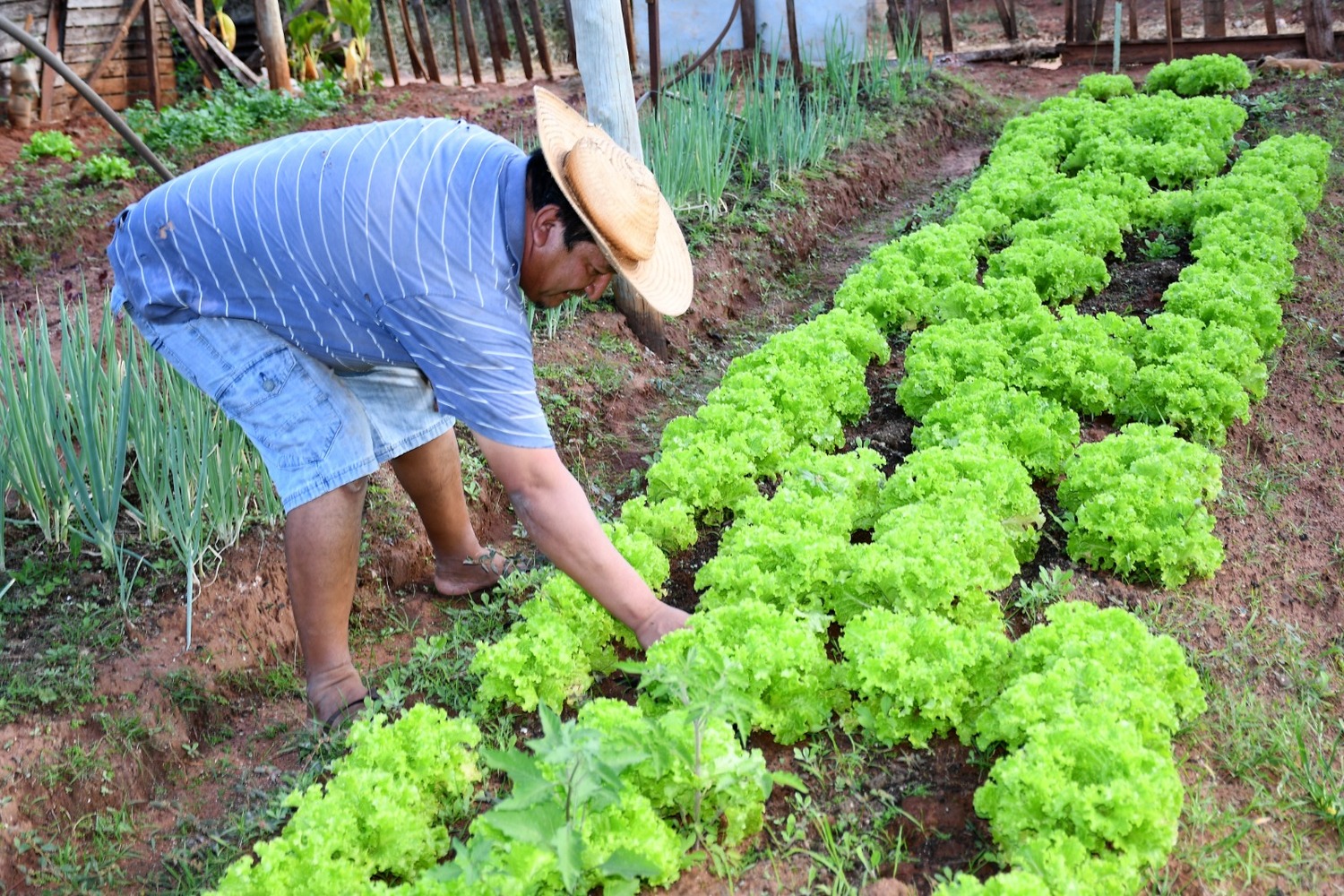 Comunidade foi beneficiada com 12 toneladas de fertilizante orgânico