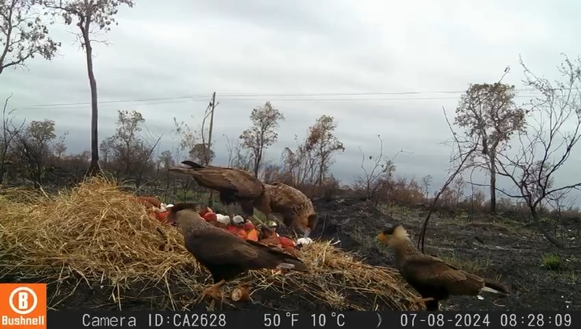 Após a realização do aporte, os animais são monitorados pelo grupo.