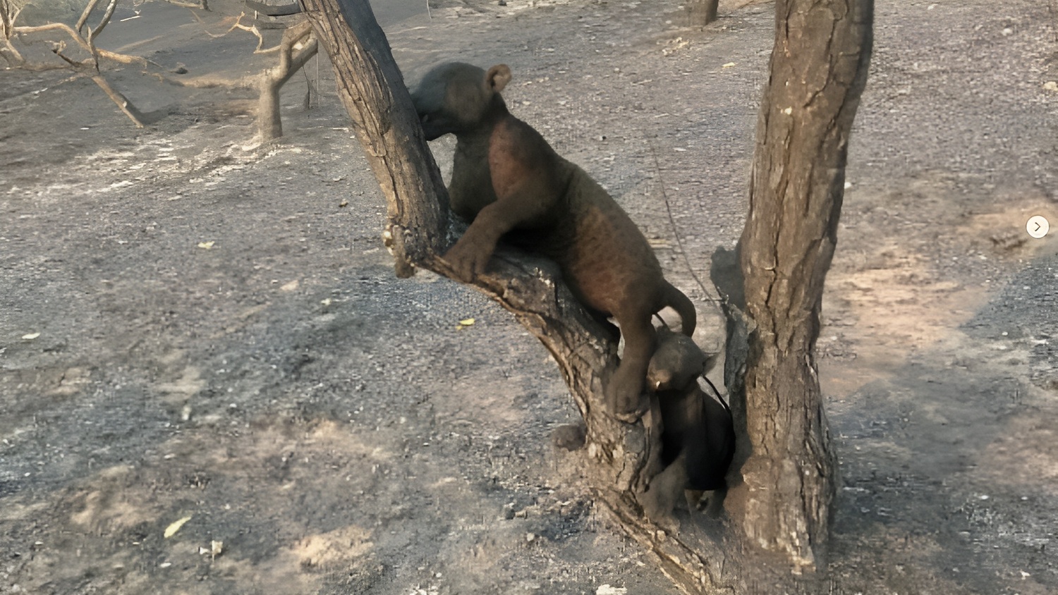 Dois filhotes de onça-pintada foram encontrados carbonizados no Pantanal de Mato Grosso do Sul. 