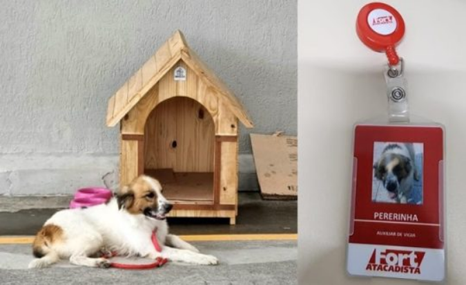 Acolhimento em várias regiões: Os cães acolhidos pelo projeto estão distribuídos em unidades do Fort Atacadista e Bate Forte em diversos estados do Brasil