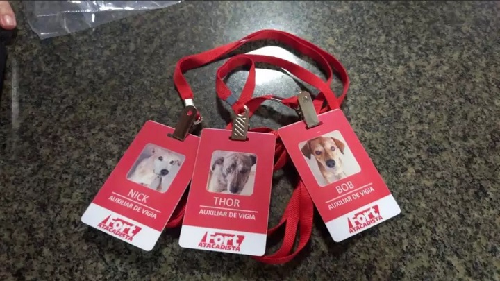Histórias dos cães acolhidos: Cães como Caramelo, Nick, Thor, Bob e Pereirinha se destacam como exemplos de animais que passaram de situação de abandono para 