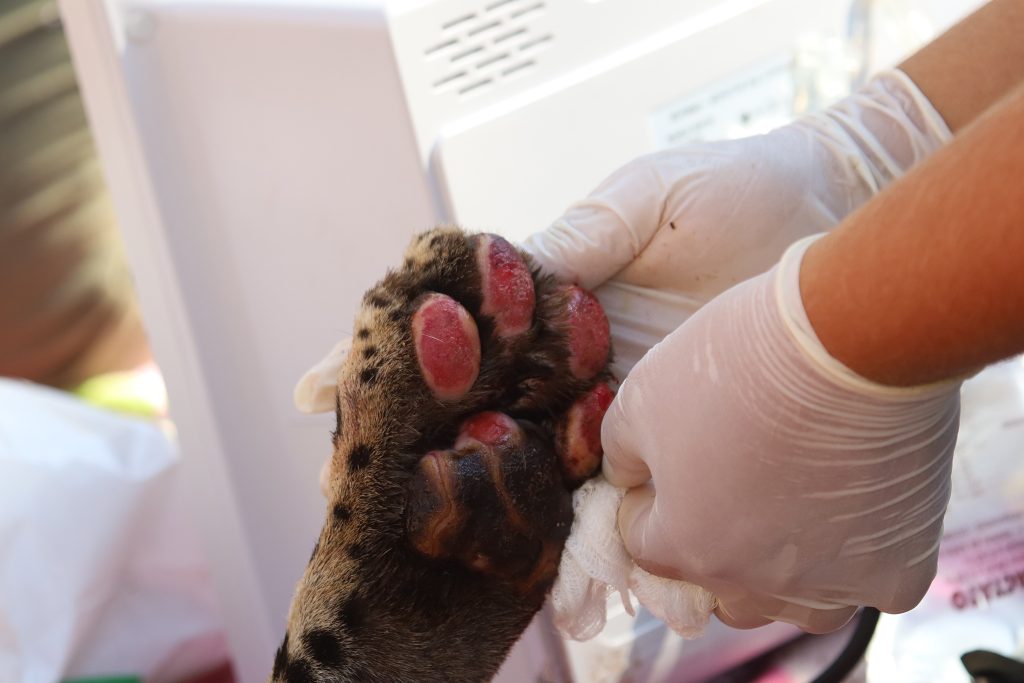 A pata da onça Miranda estava com queimaduras