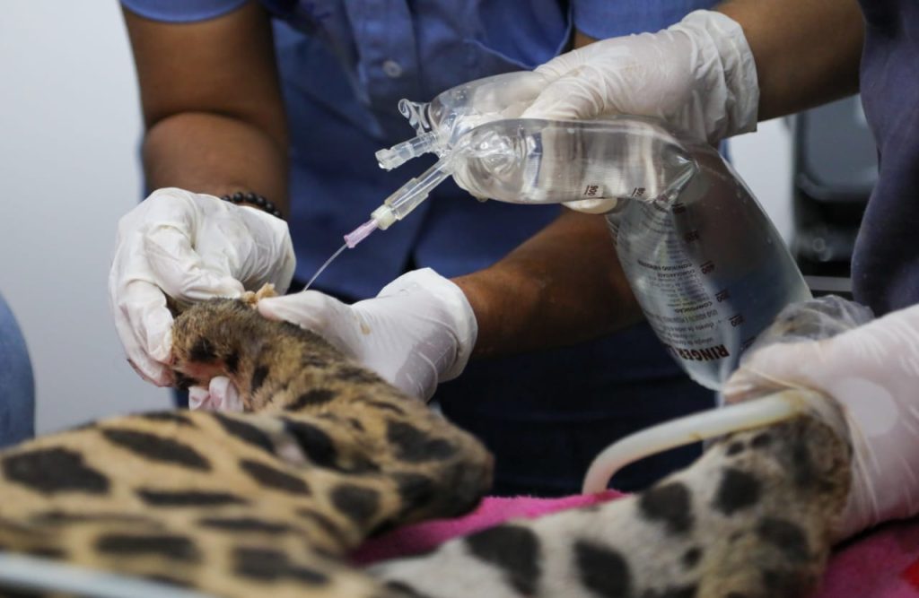 Cuidado nas patas queimadas da onça Miranda