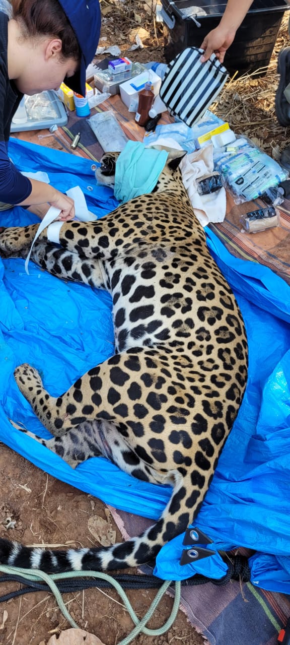 Miranda recebendo os devidos cuidados 