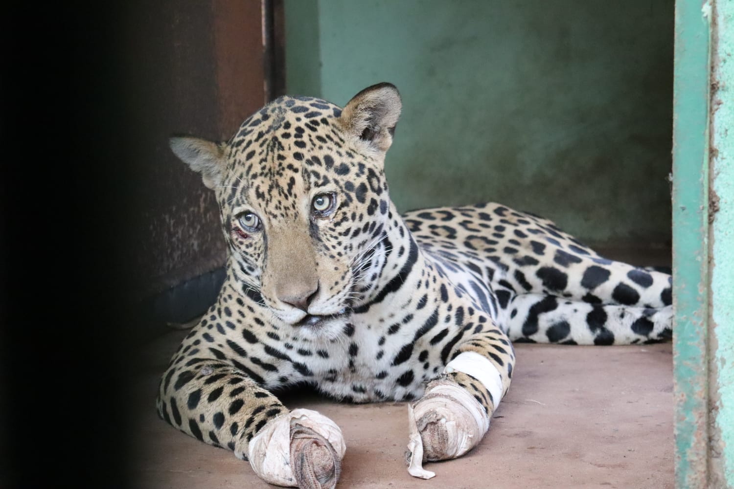 No CRAS todos os cuidados são realizados para garantir que a onça pintada