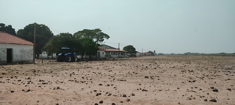 Proprietário rural é preso por abandonar mais de mil bovinos em uma fazenda no Pantanal, onde animais enfrentam a seca sem água ou alimento