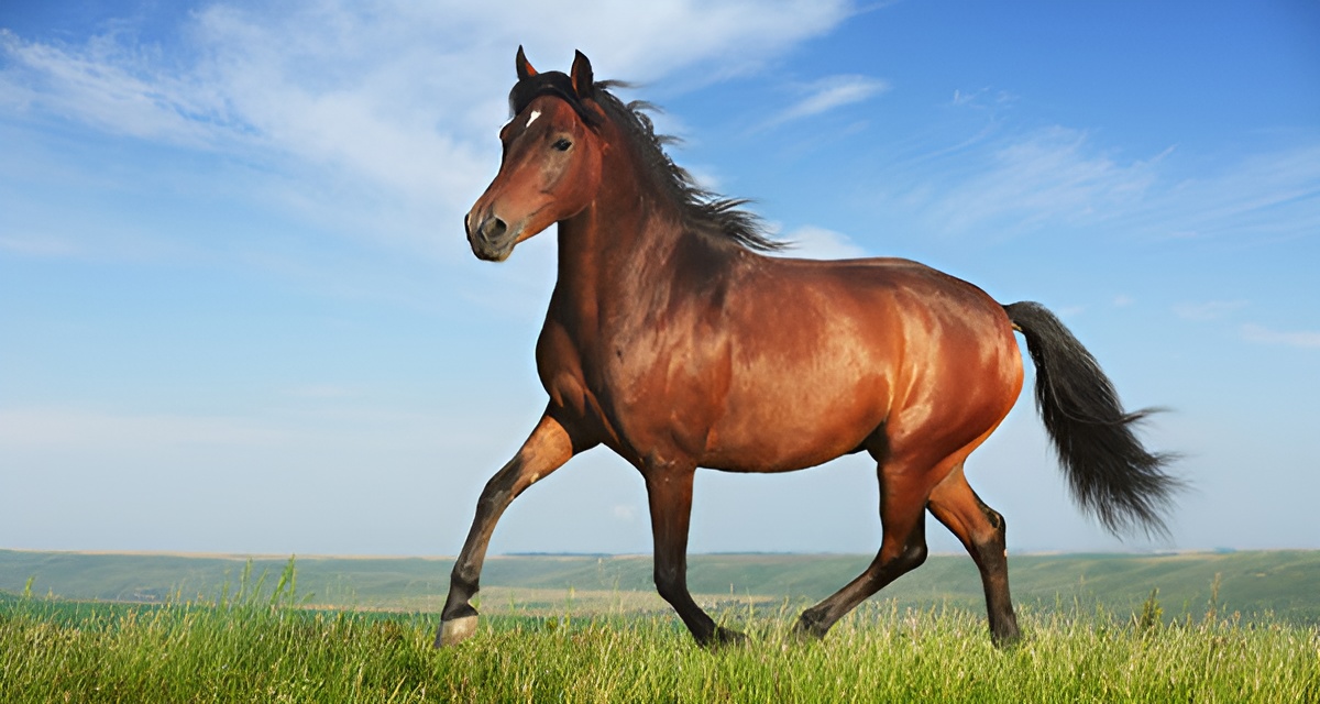 Cavalo em campo aberto: todos os animais que participam da 2ª Expoequestre deverão seguir rigorosos protocolos de sanidade, garantindo a saúde e segurança nas competições.