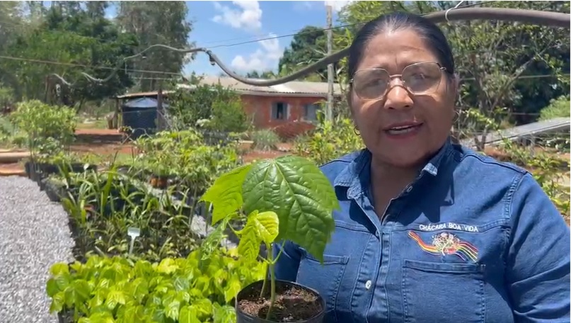 A Chácara Boa Vida, localizada no Assentamento Santa Lúcia e conduzida pela guardiã de sementes Dona Élida Aivi, agora se torna referência na produção de mudas de manduvi.